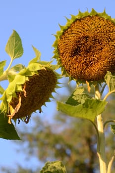 sunflowers in the autumn