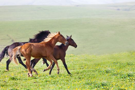 Herd of horses on a summer pasture. Elbrus, Caucasus, Karachay-Cherkessia
