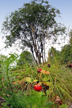 some strawberries and low-angle shots a bug