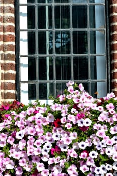 Flowers with window