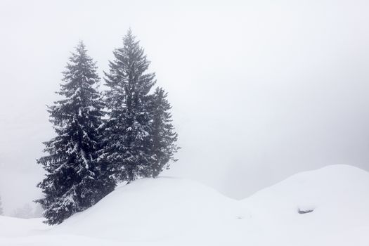 Trees in the snow on a foggy day in the Swiss Alps.