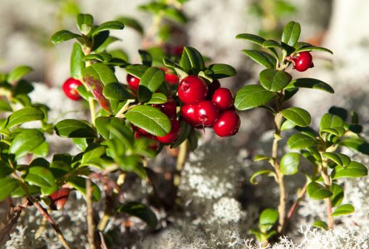Ripe cranberries in a clearing overgrown with moss reindeer moss