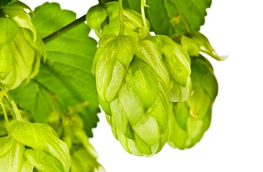 Branch of fresh green hop on white background