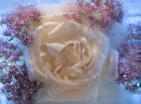 Frozen beautiful    pink   rose flower.  blossomsin the ice cube 