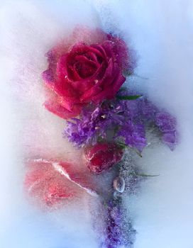 Frozen beautiful    red   rose flower.  blossomsin the ice cube 