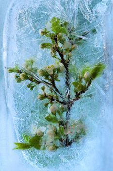 Frozen beautiful      cherry  flower.  blossomsin the ice cube 