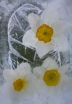 Frozen beautiful  narcissus flower.  blossomsin the ice cube 