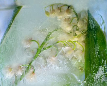 Frozen beautiful     lily of the valley  flower.  blossomsin the ice cube 