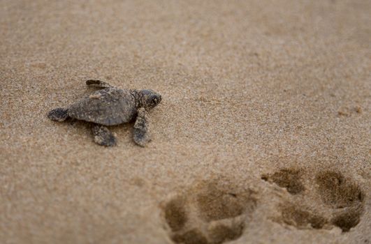 Close-up of baby Loggerhead sea turtle 