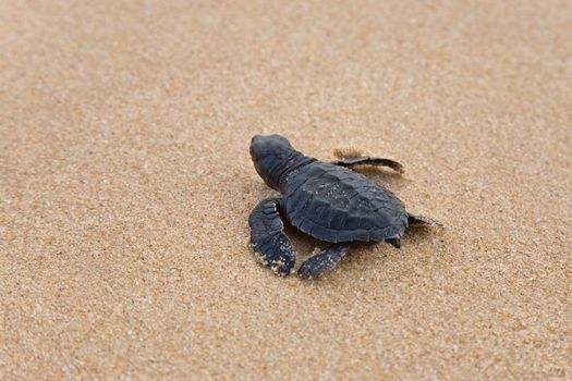 Baby turtles making it's way to the ocean