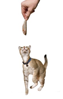 Man is offering a fresh sardine to the cat. Isolated on white background