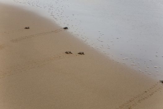 Baby turtles making it's way to the ocean