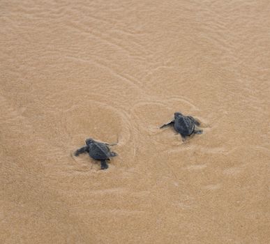 Baby turtles making it's way to the ocean