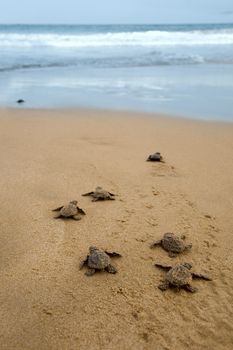 Baby turtles making it's way to the ocean