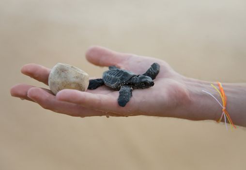 Loggerhead Turtle baby(Caretta carretta) and egg on hand