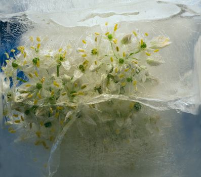 Frozen beautiful   flower of allium.  blossomsin the ice