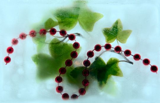 leaves   of Hedera helix and beads in ice