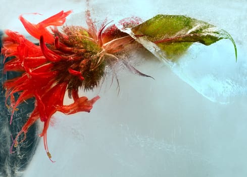 A red flower  of horsemint in blue  ice. Macro