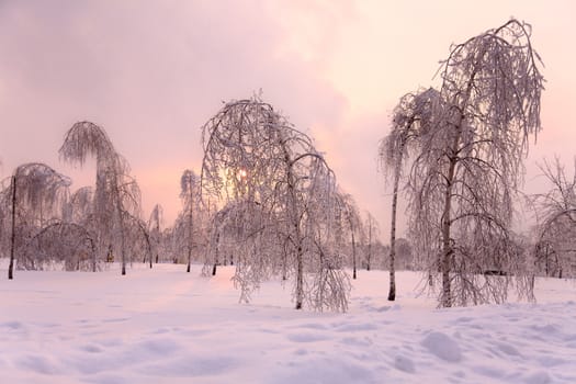 park with birch trees in ise. Winter forest