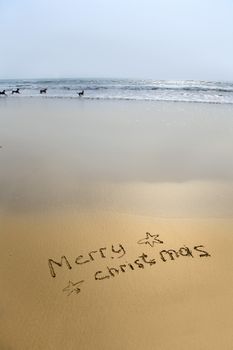 merry christmas written in sand on beach with dogs in sea