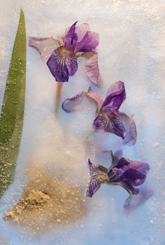 Frozen beautiful   iris flower.  blossomsin the ice cube 