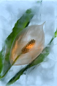 Frozen beautiful  Spathiphyllum floribundum flower.  blossomsin the ice cube 