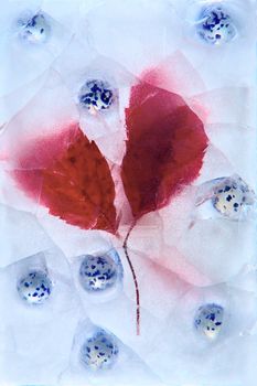 Frozen beautiful red leaf and blue bowl.  blossomsin the ice cube 