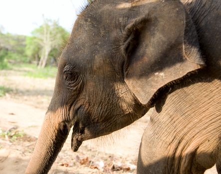 head of Baby Elephant in forest, sri lanka