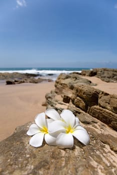 three Delicate white frangipani (plumeria) spa flowers on rough stone surface 