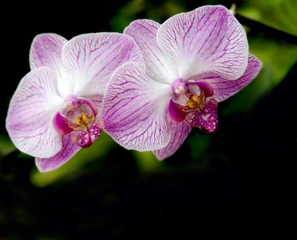 Beautiful Rare Violet Orchid against black  background