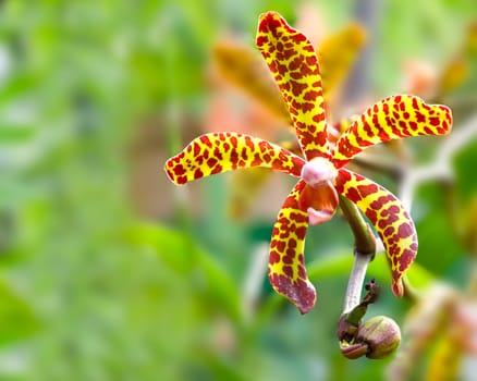 orange Orchid Flowers   -  Scorpio in Royal botanic gardens, Peradeniya, Sri Lanka 