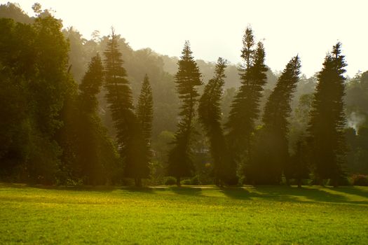 "Drunken" pines in Royal Botanical Gardens, Peradeniya, Kandy, Sri Lanka