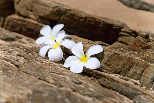 three white frangipani (plumeria) spa flowers on rough stones 
