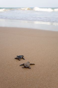 Toward the ocean. Newly hatched baby turtles in a hurry in the watery element 