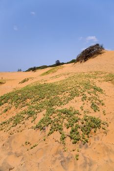 dead tree in sand and cloudy skies near beach  arugam bay, sri lankan