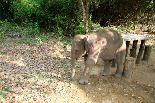 Baby Elephant stands near wood table, sri lanka