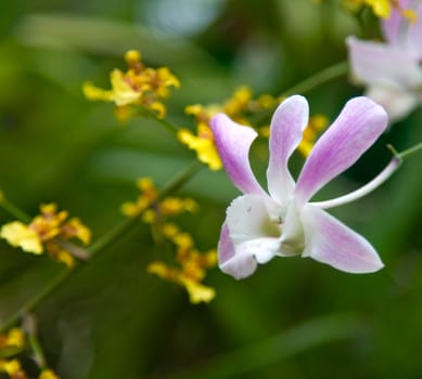  yellow and pink Orchid Flowers  in Royal botanic gardens, Peradeniya, Sri Lanka 