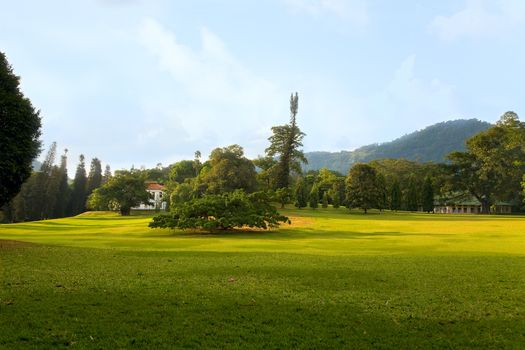 Ficus benjamina in Royal Botanical Gardens, Peradeniya, Kandy, Sri Lanka