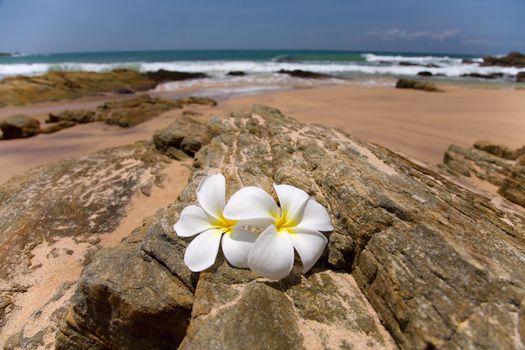 two white frangipani (plumeria) spa flowers on rough stones 