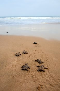 Loggerhead sea turtle emergence: the turtles emerge in a group and proceed to crawl down the beach to the water 