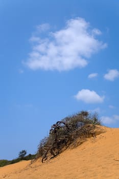 landscape with  dead tree in sand and cloudy skies near beach  arugam bay, sri lankan