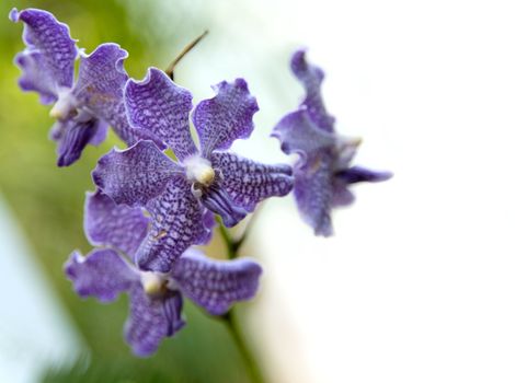 Beautiful Rare Violet Orchid  with blur green leaf 