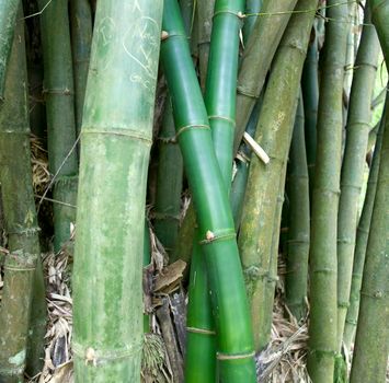 Canes of giant bamboo in the Royal Botanical Gardens, Peradeniya, Kandy, Sri Lanka 