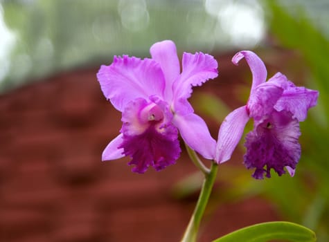violet, Orchid Flowers   in Royal botanic gardens, Peradeniya, Sri Lanka