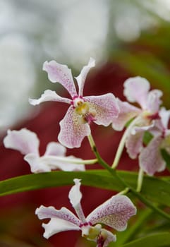 Beautiful Rare Violet Orchid against black  background