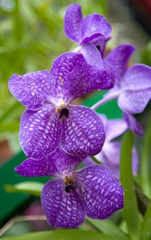 blue Orchid Flowers   in Royal botanic gardens, Peradeniya, Sri Lanka 