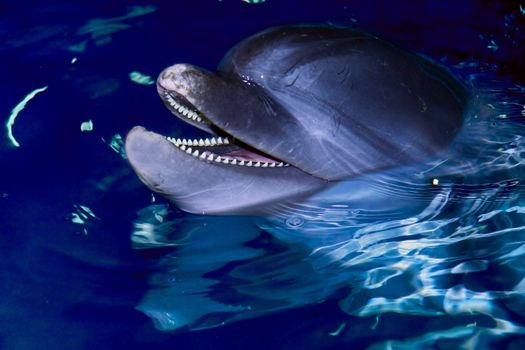 bottle-nose dolphin with  teeth looking to  the camera 