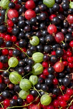 Fresh ripe perfect berrys. Food  Background 