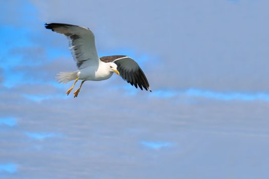 seagull in flight against the blue sky 