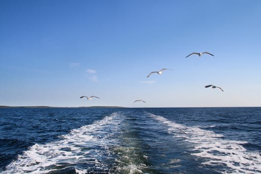 A seagulls soaring in the blue sky